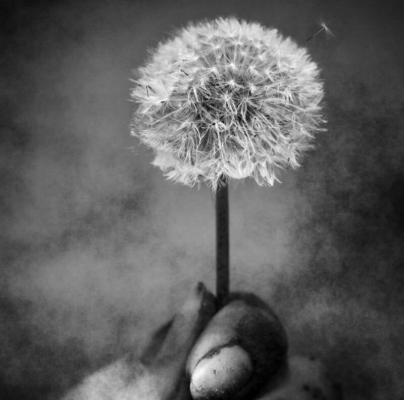 dandelion3-standard.jpg