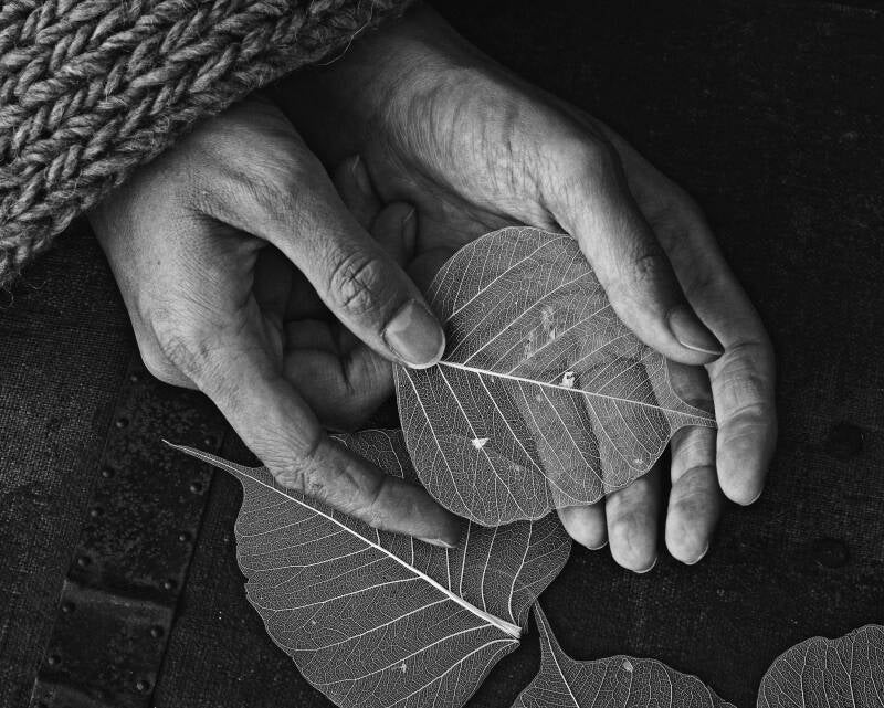 leafs-standard-qnqfe1.jpg