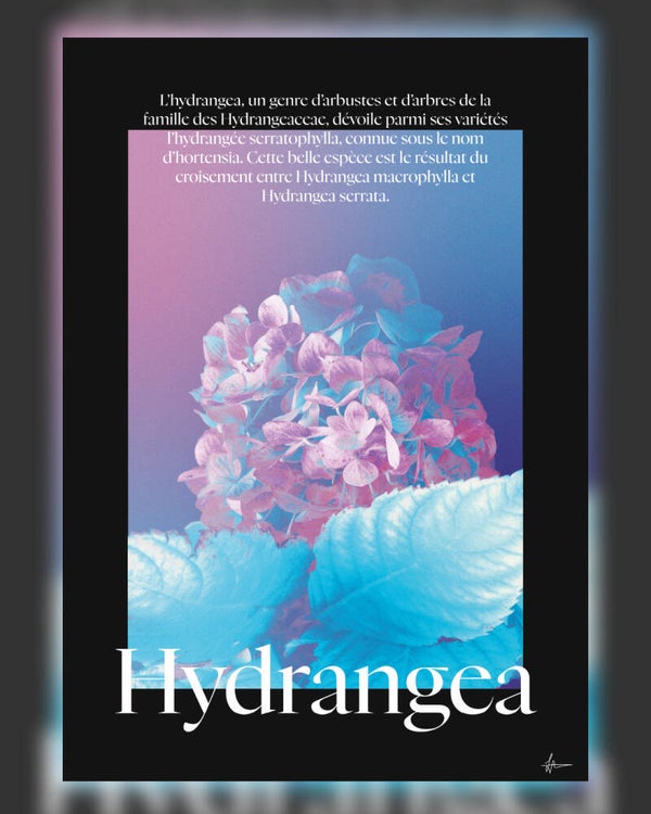 Poster | Hydrangea