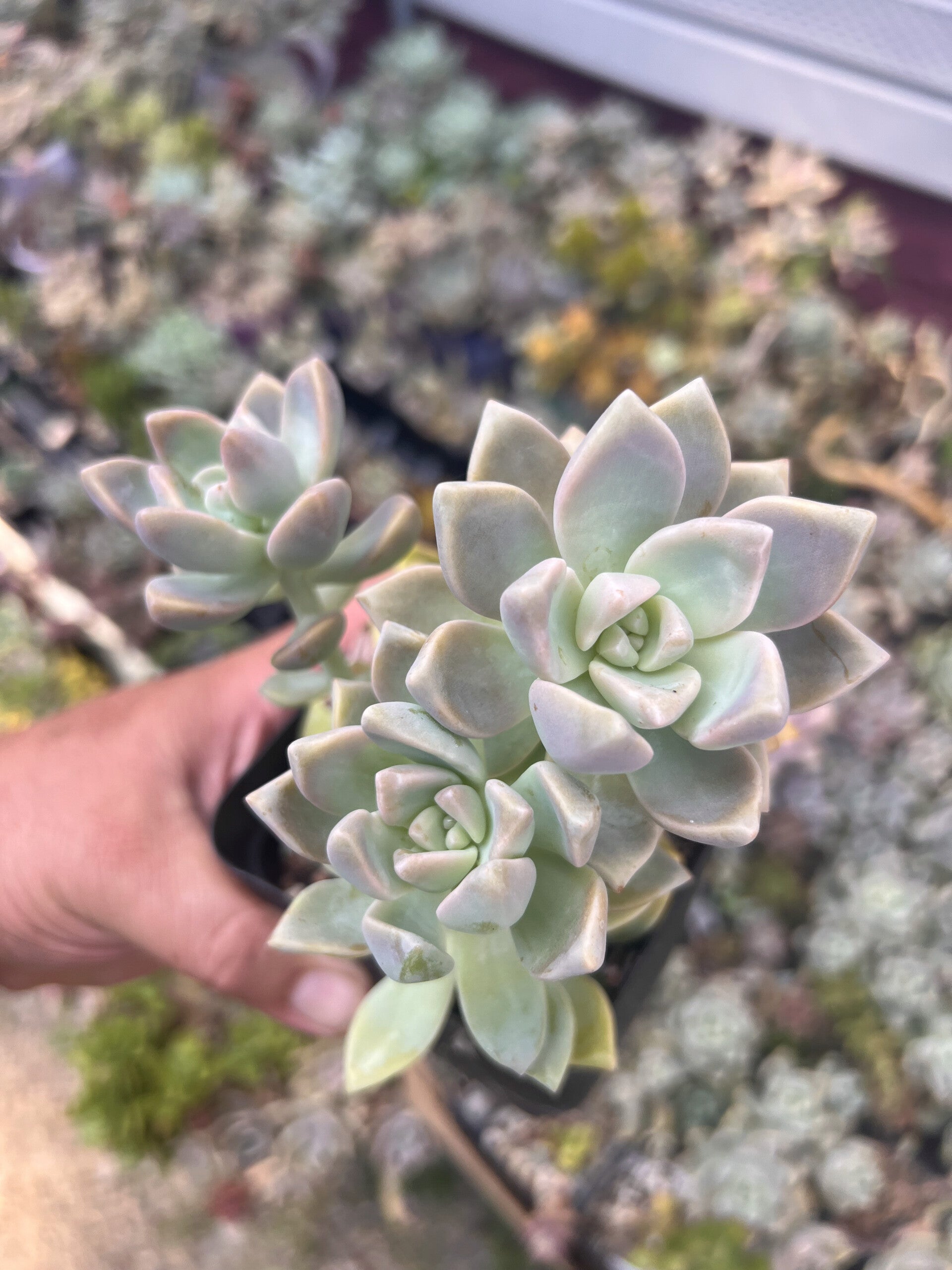 graptosedum Ghost