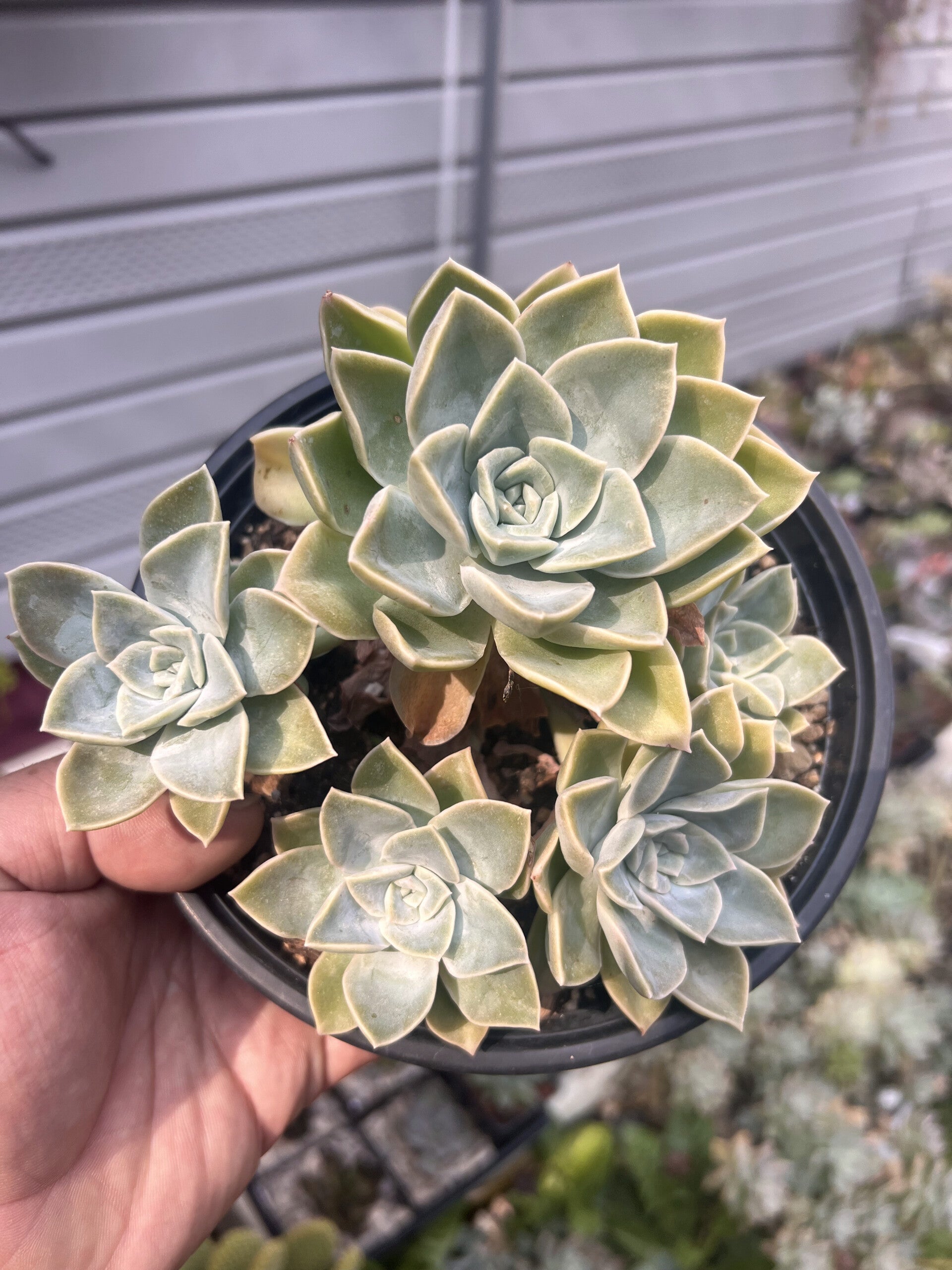 Graptoveria Manda