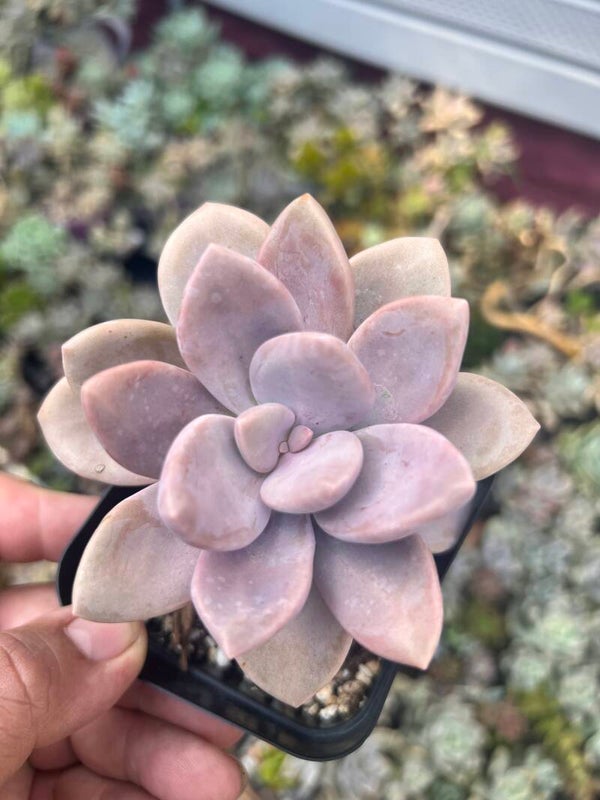 Graptoveria 'Debbie'