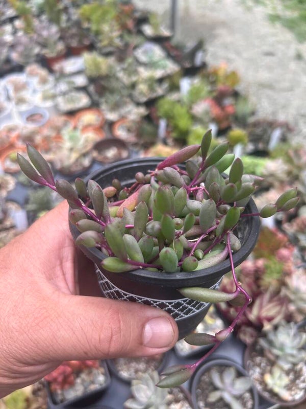 Othonna capensis 'Ruby Necklace'