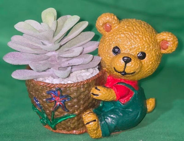 Bärchen mit Korb und Sukkulenten