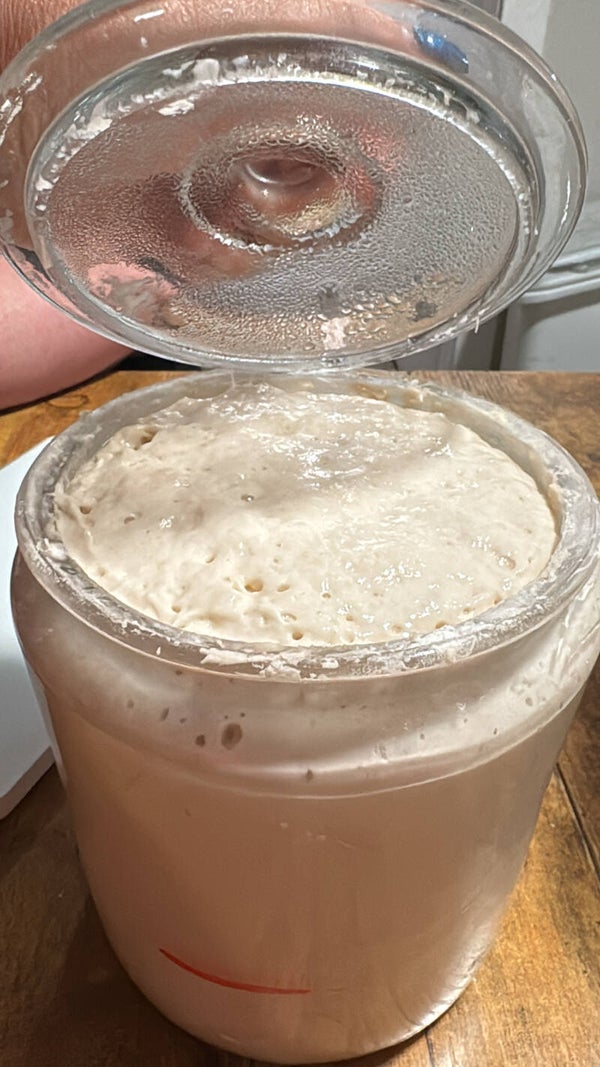 Active Sourdough Starter