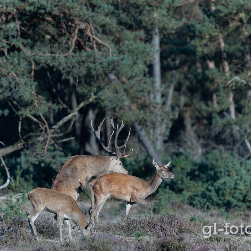 naamloos-103-cr3_dxo_deepprimexd-1.jpg