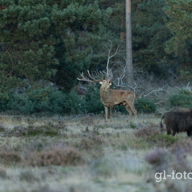 naamloos-320-cr3_dxo_deepprimexd-1.jpg
