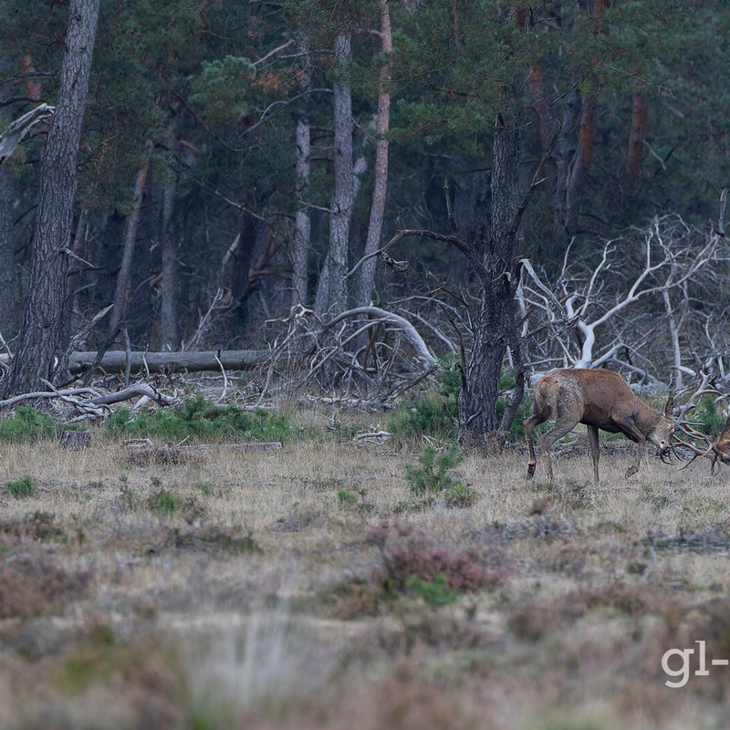 naamloos-443-cr3_dxo_deepprimexd-1.jpg