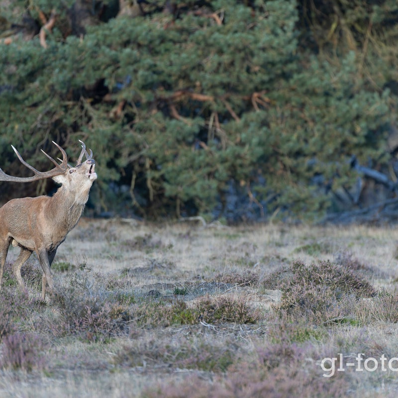 naamloos-155-cr3_dxo_deepprimexd-1.jpg