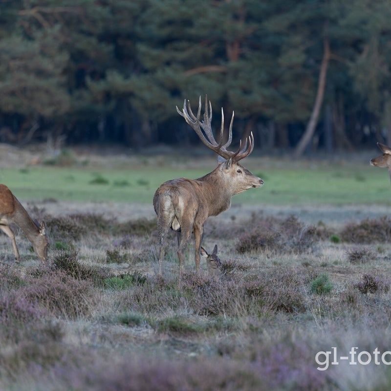 naamloos-268-cr3_dxo_deepprimexd-1.jpg
