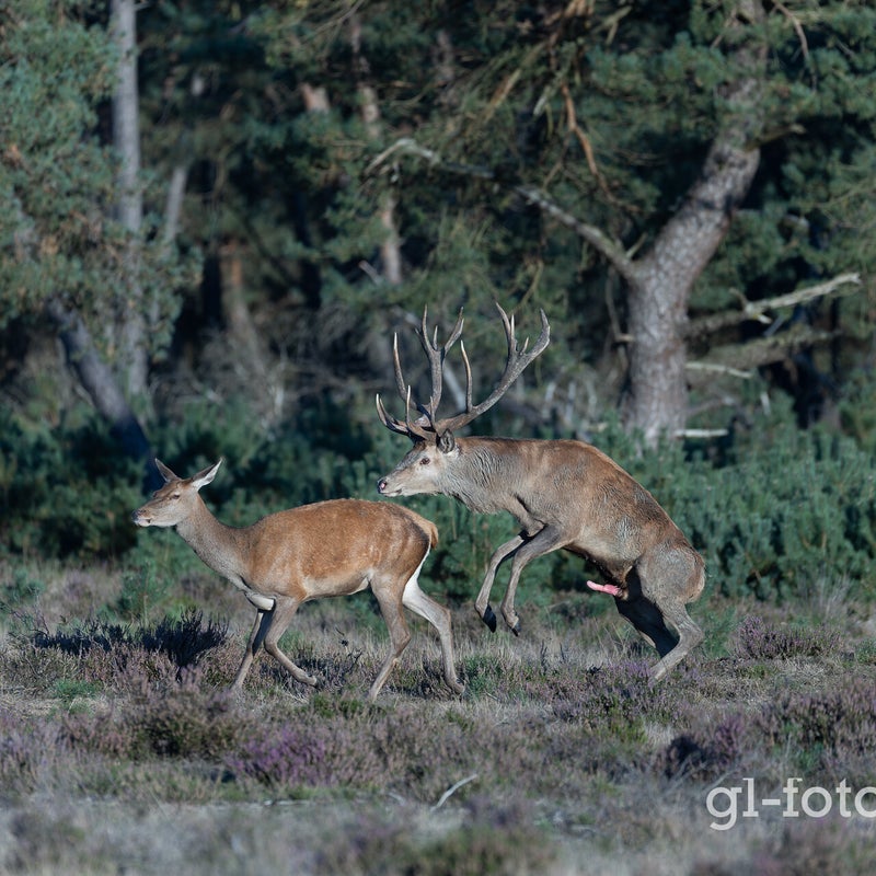 naamloos-129-cr3_dxo_deepprimexd-1.jpg