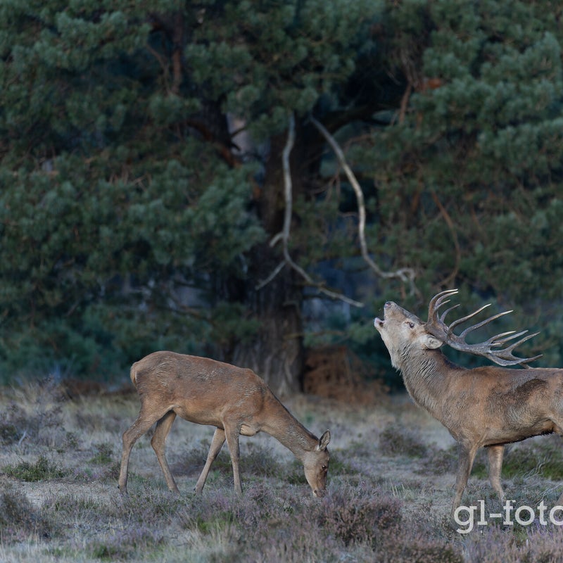 naamloos-219-cr3_dxo_deepprimexd-2.jpg
