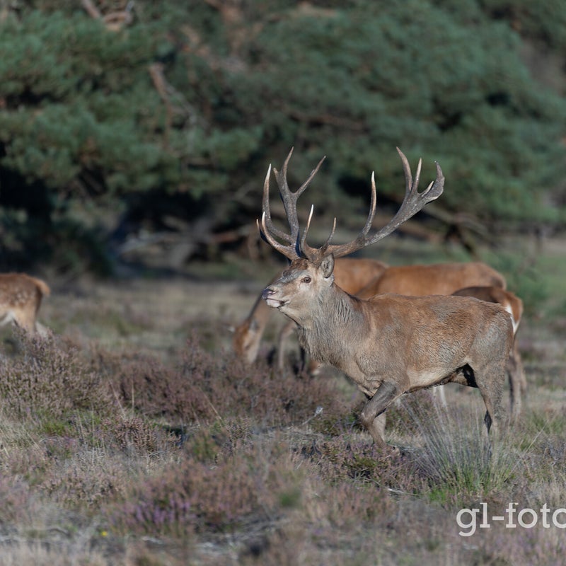 naamloos-183-cr3_dxo_deepprimexd-2.jpg