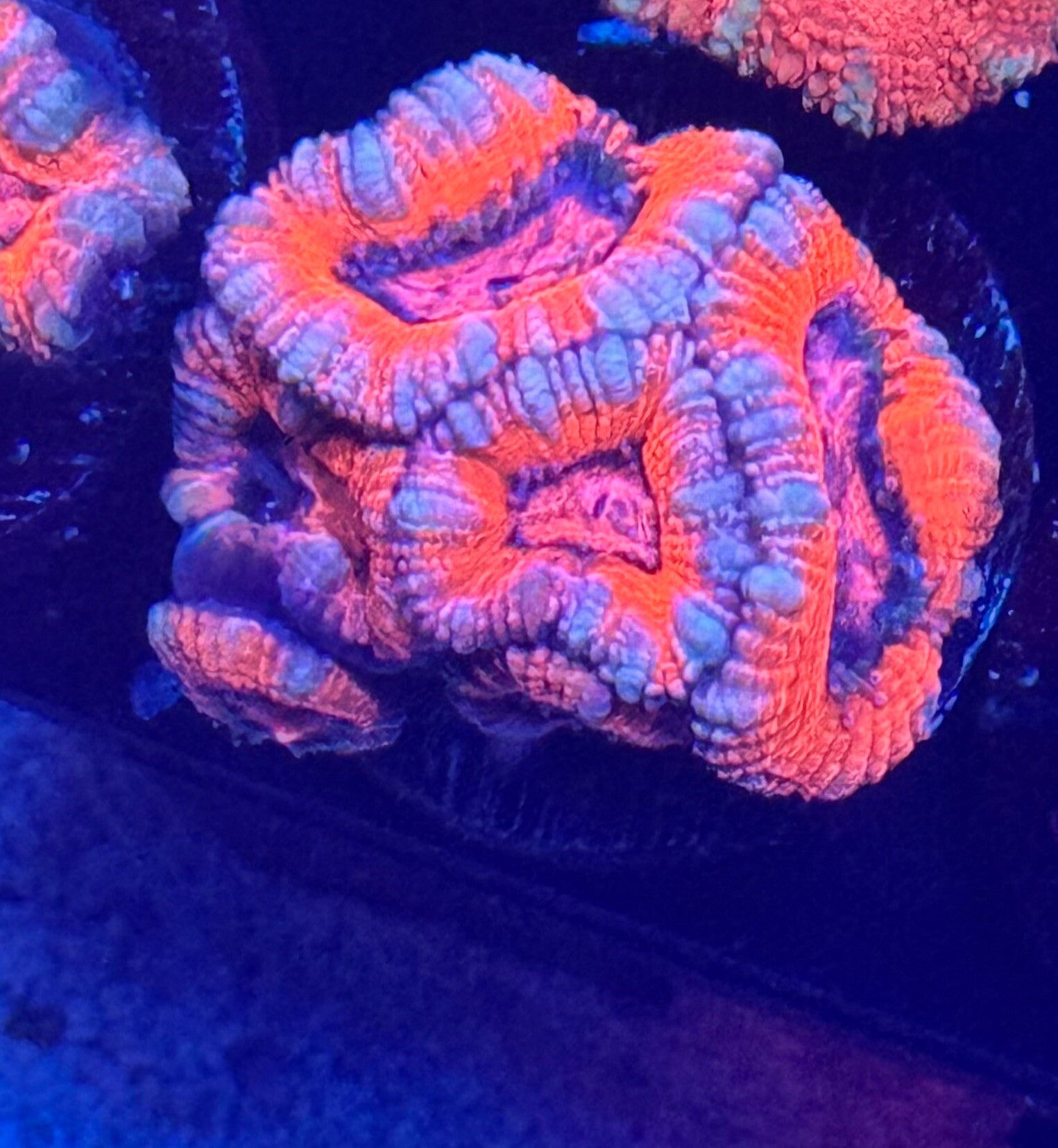 Acan 6 heads