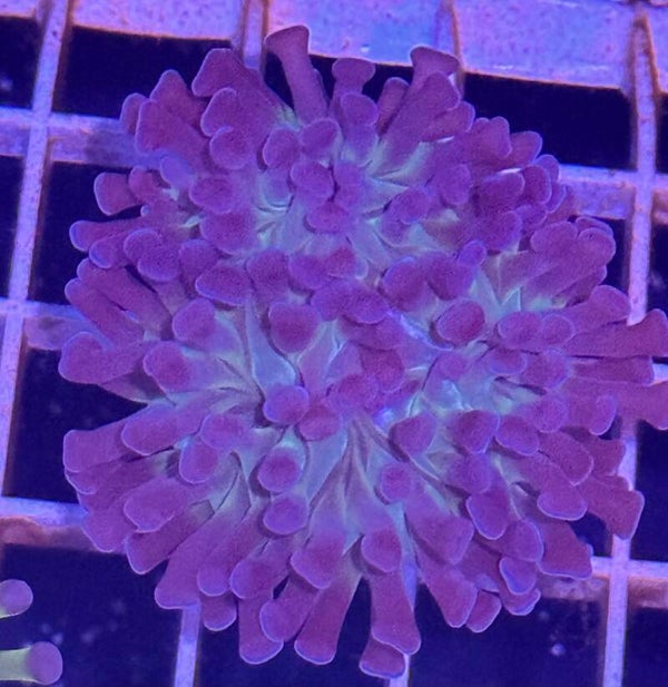 Purple tip hammer Indo single