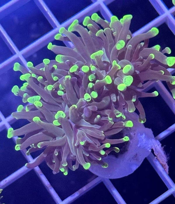 Splatter hammer 2 heads