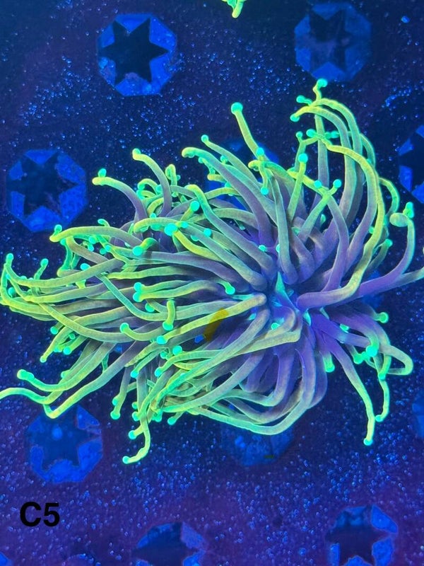 Dragon Sould Torch 2h C5