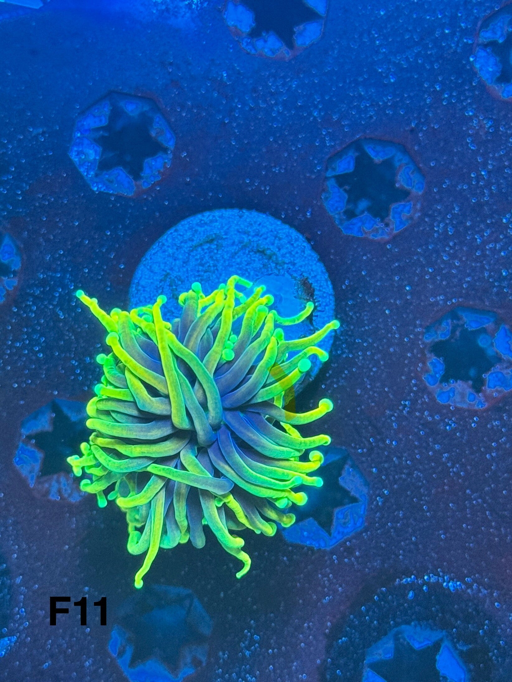 Dragon soul Torch 1h F11