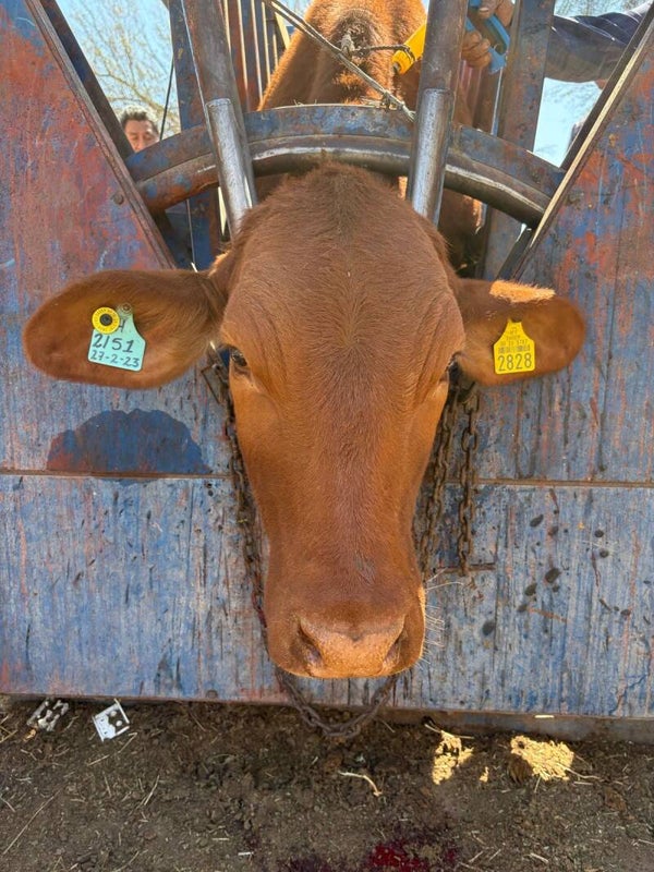 26 5787 2828 HEMBRA-BEEFMASTER