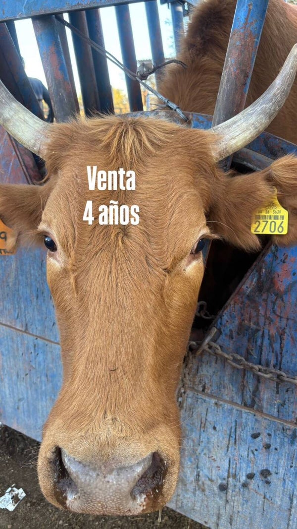 26-5639-2706 HEMBRA-CRIOLLO