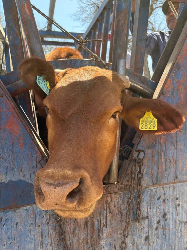 26-5787-2829 HEMBRA-BEEFMASTER