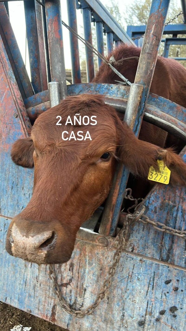 26-5797-3279 HEMBRA-CRUZA