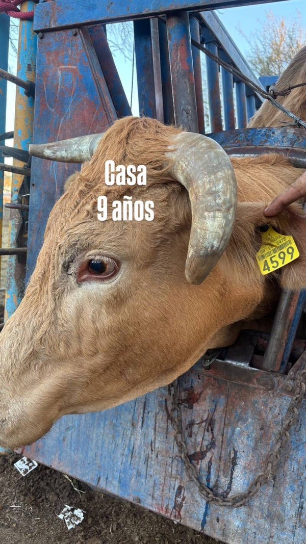 26-5475-4599 HEMBRA-BEEFMASTER