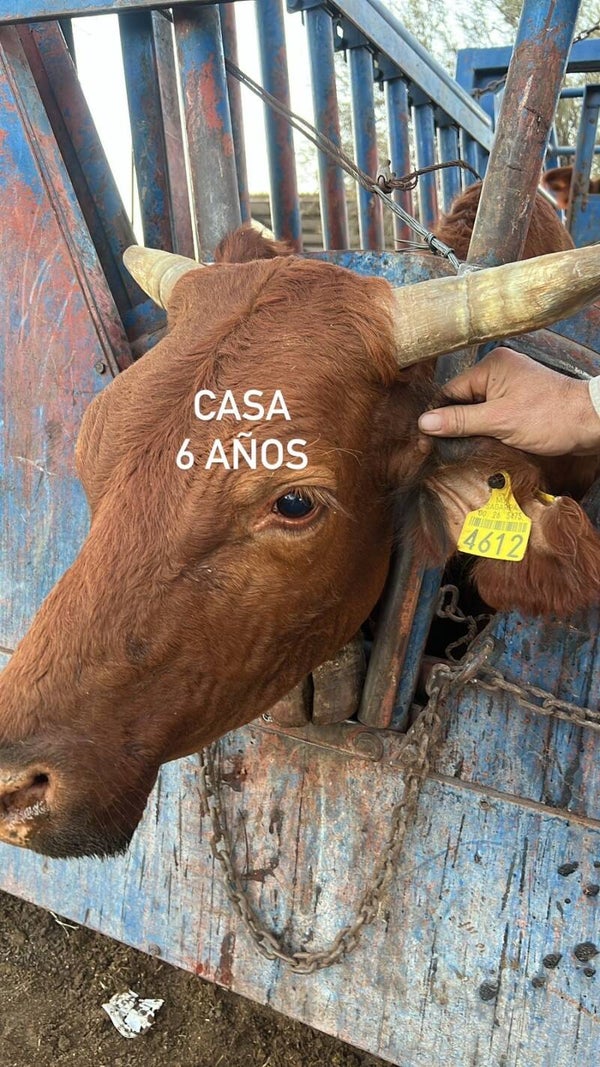 26-5475-4612 HEMBRA-BEEFMASTER