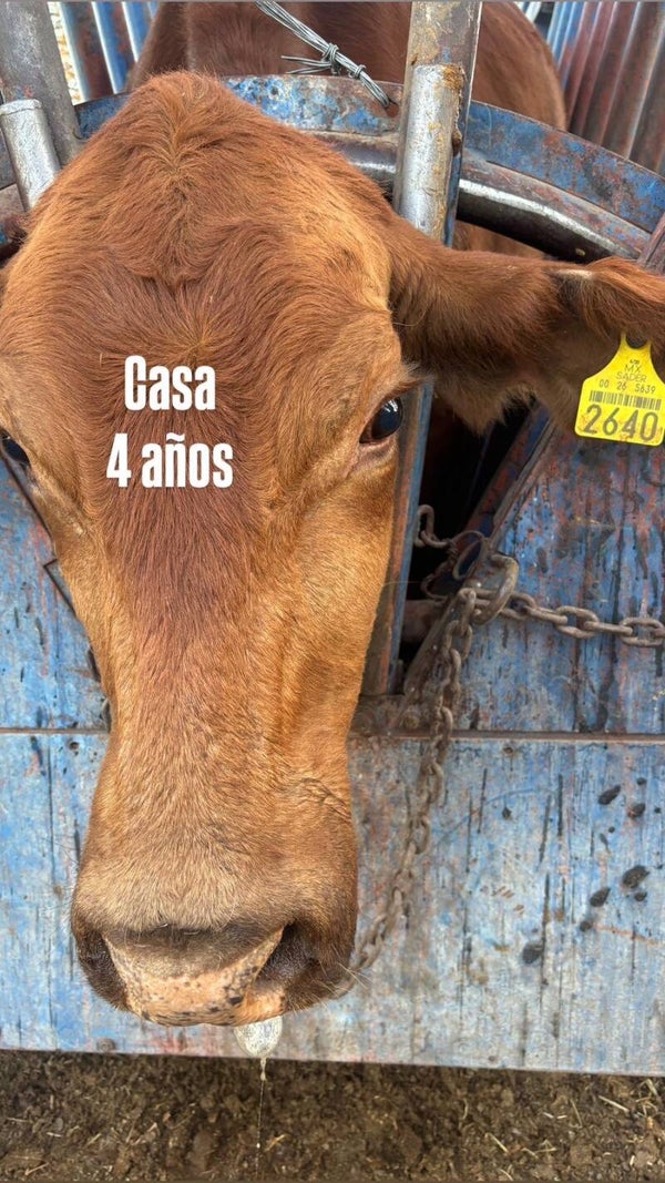 26-5639-2640 HEMBRA-BEEFMASTER