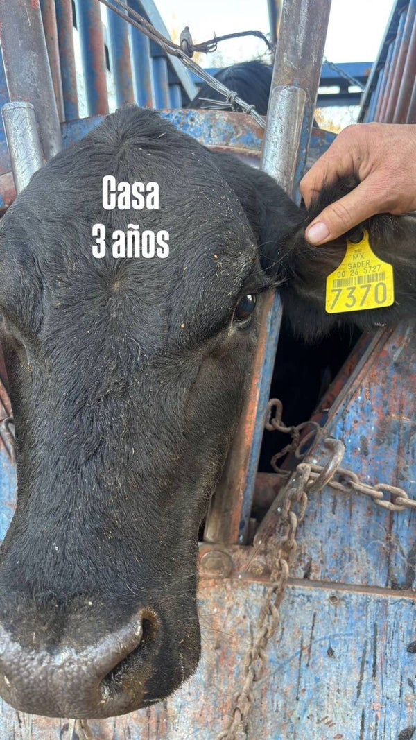 26-5727-7370 P