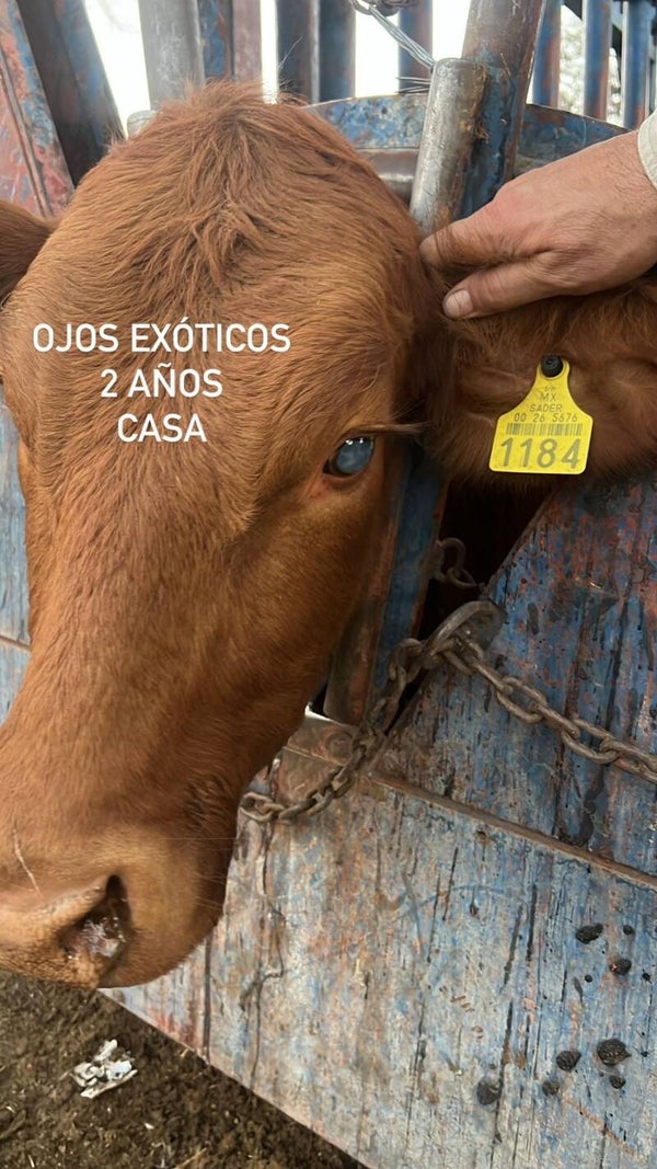 26-5676-1184 HEMBRA-CRIOLLO