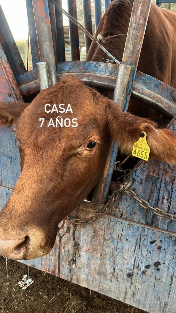 26-5475-4655 HEMBRA-CRIOLLO