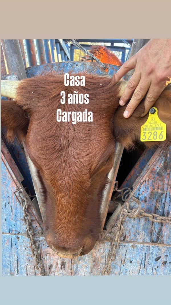 26-5797-3286 HEMBRA-CRUZA