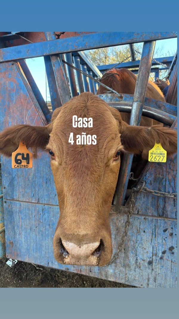 26-5639-2627 HEMBRA-BEEFMASTER