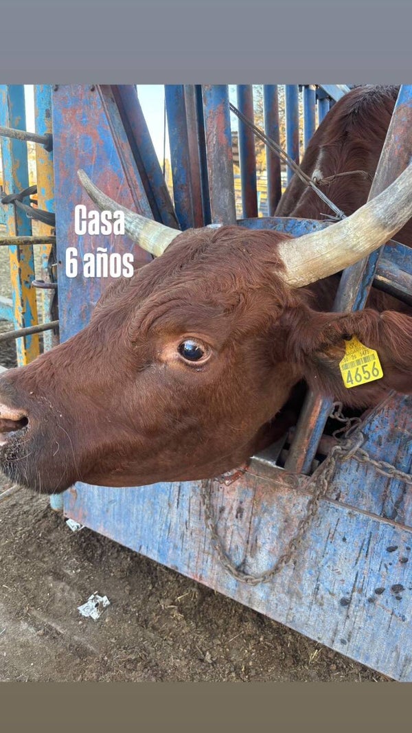 26-5475-4656 HEMBRA-CRIOLLO