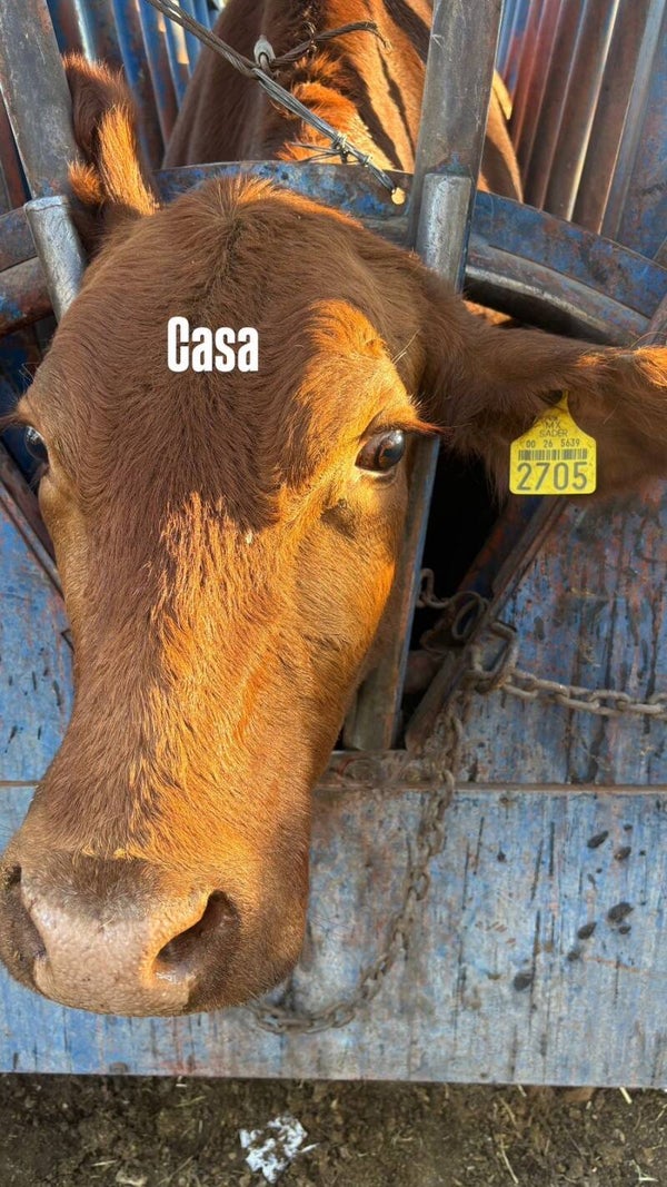 26-5639-2705 HEMBRA-CRIOLLO