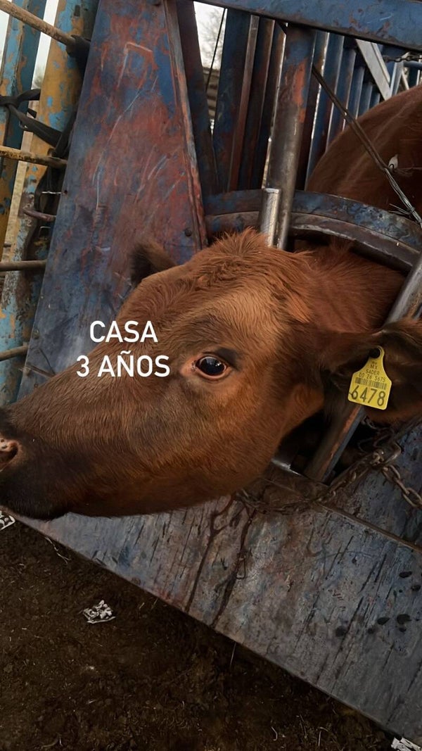 26-5675-6478 HEMBRA-CRUZA