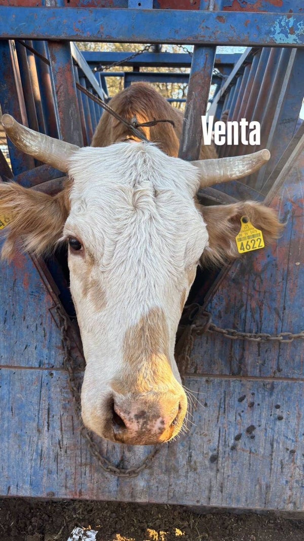 26-5475-4622 HEMBRA-CRIOLLO