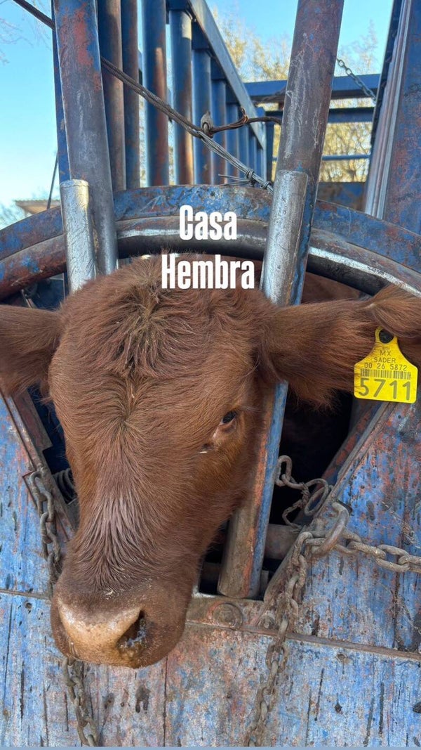 26-5872-5711 HEMBRA-BRANGUS