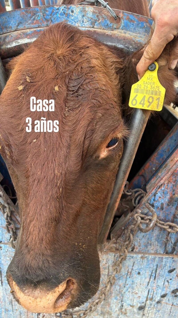 26-5675-6491 MACHO-CRUZA