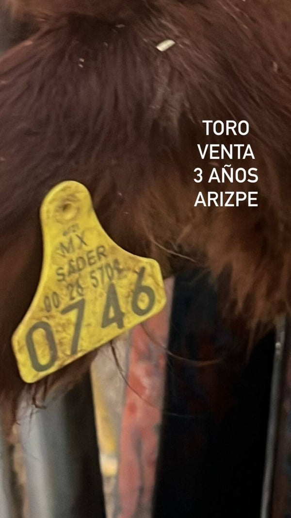 26-5709-0746 MACHO-BRANGUS