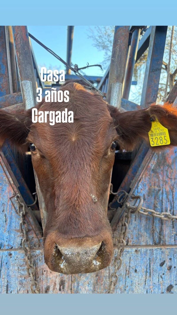 26-5797-3285 HEMBRA-CRUZA