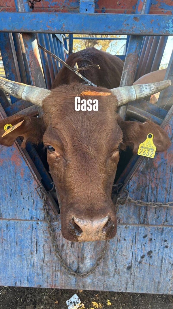 26-5639-2632 HEMBRA-BEEFMASTER