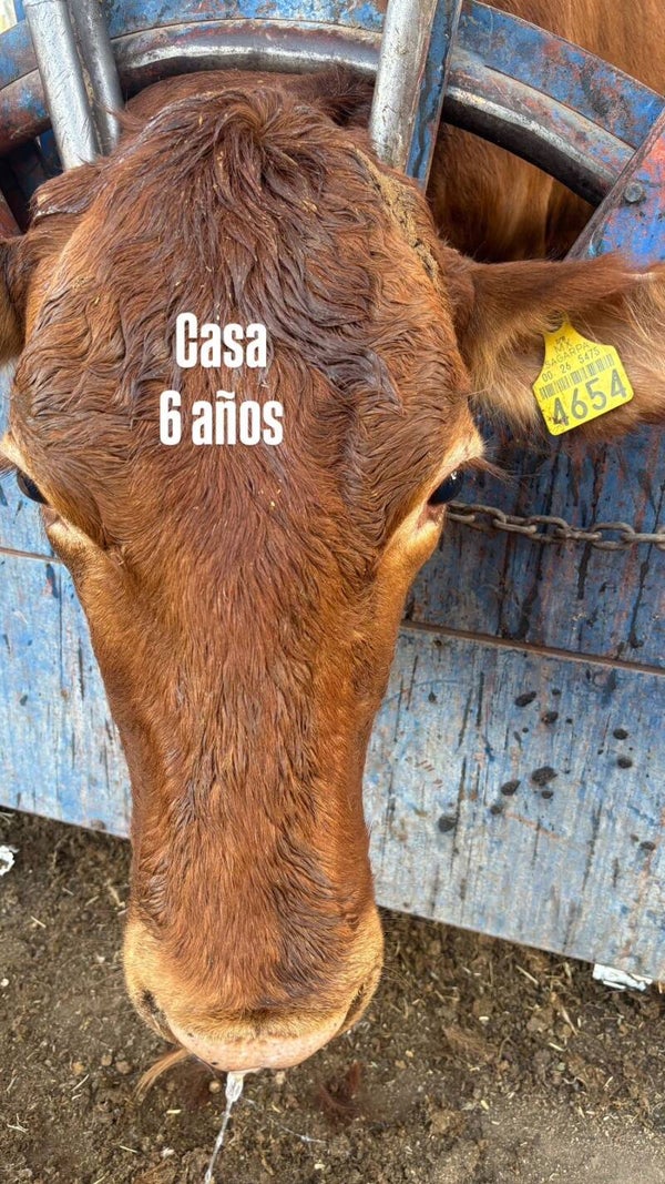26-5475-4654 P