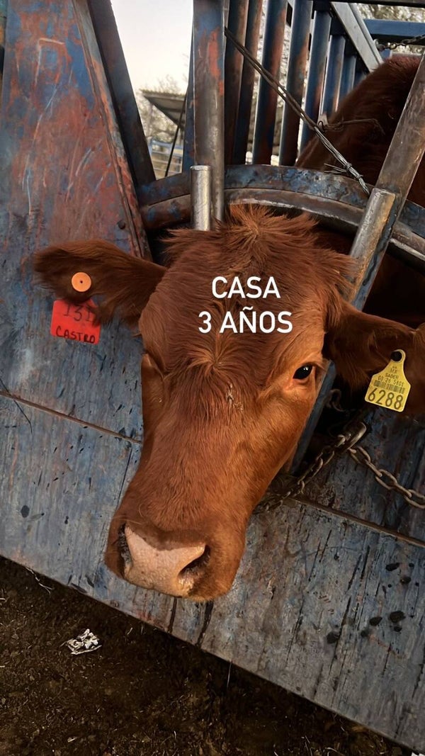 26-5801-6288 HEMBRA-CRUZA