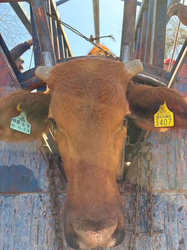 26-5797-3407 HEMBRA-BEEFMASTER