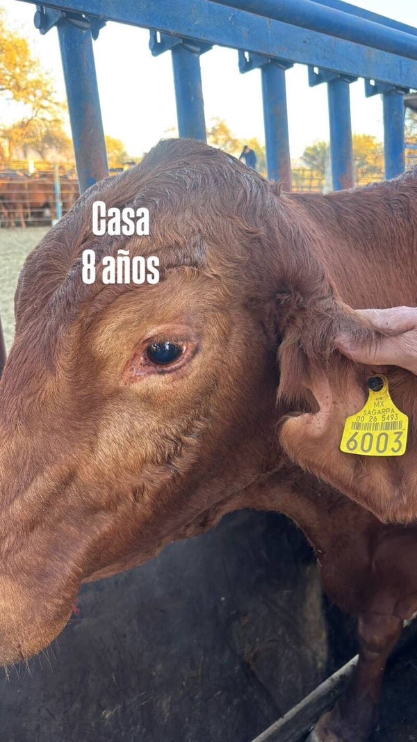 26-5493-6003 HEMBRA-CRUZA