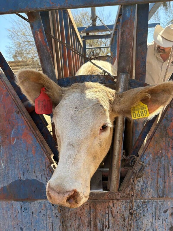 26-5864-0689 HEMBRA-CHAROLAIS