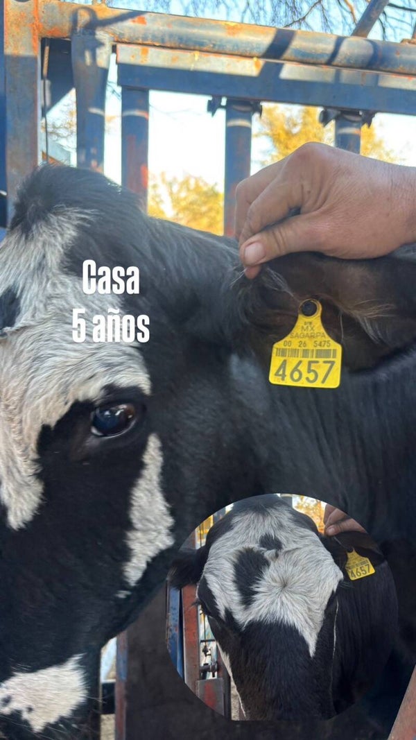 26-5475-4657 HEMBRA-CRIOLLO