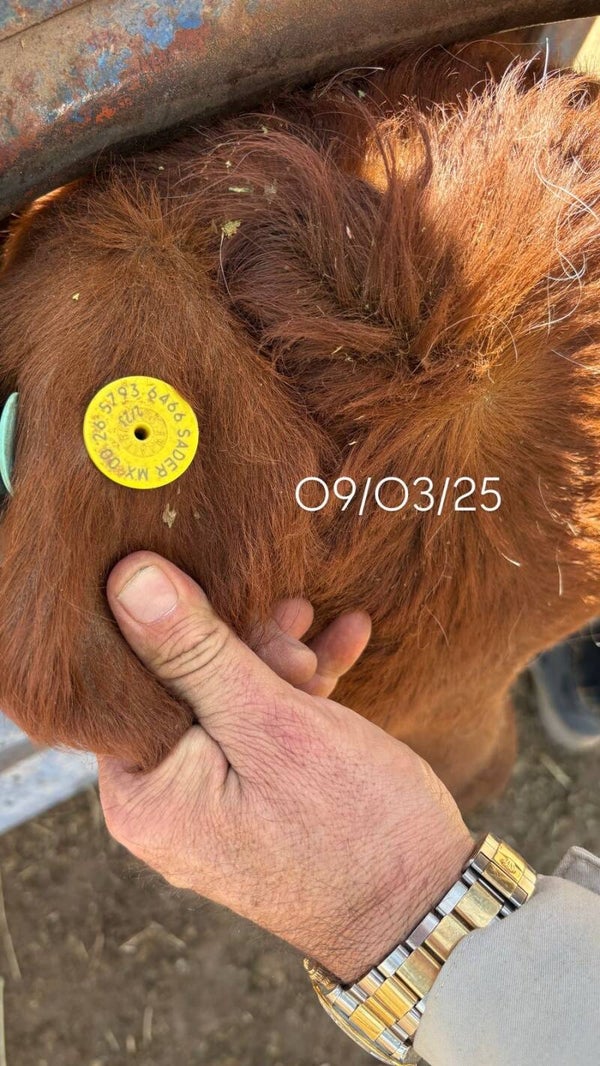 26-5793-6466 HEMBRA-BEEFMASTER
